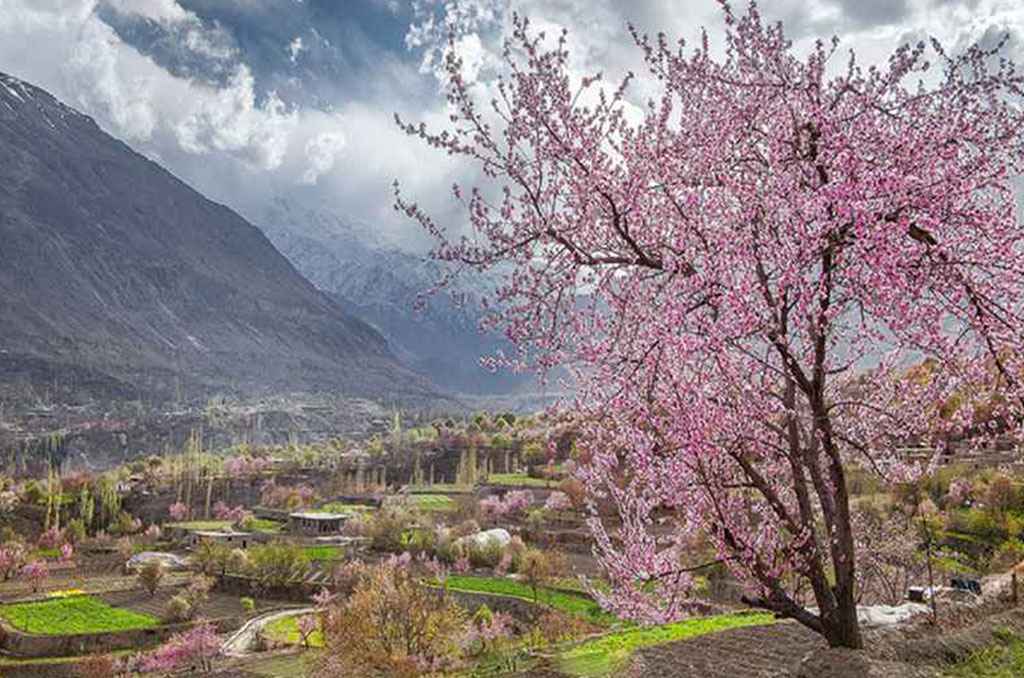 cherry-blossom-f-image